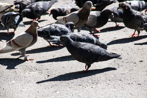 Muchas palomas grises y azules en el pavimento —  Fotos de Stock