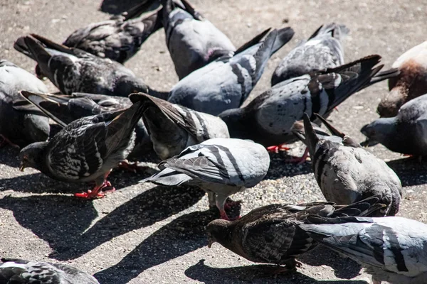 许多灰色和蓝色的鸽子在人行道上特写 — 图库照片