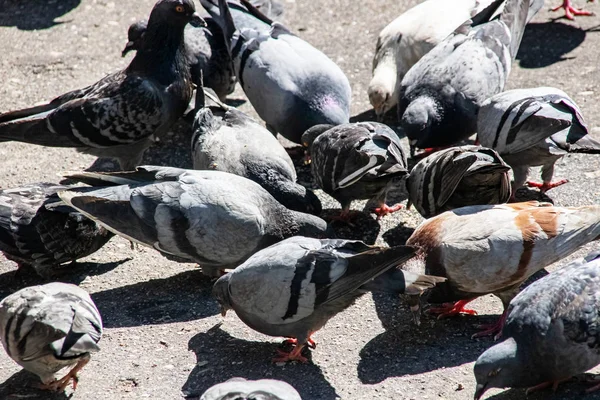许多灰色和蓝色的鸽子在人行道上特写 — 图库照片