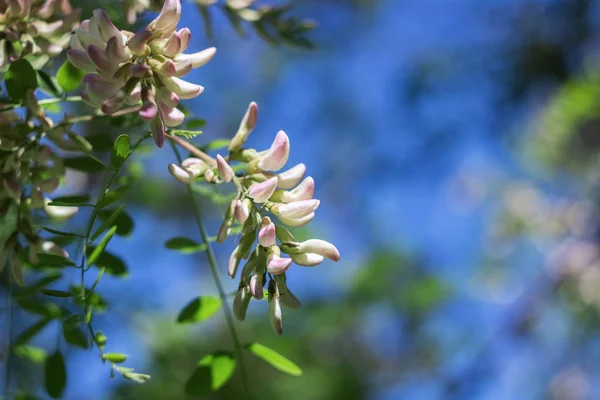 Ramo Albero Con Fiori Bianchi Foglie Verdi Vicino — Foto Stock