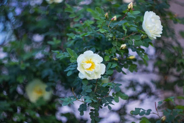 White Flower Dogrose Green Leaves Close — Stock Photo, Image