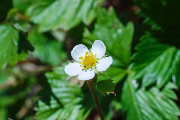 绿树背景上的草莓白花 宏照片 — 图库照片