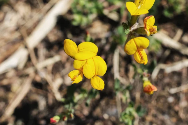 Zbliżenie Małych Żółty Płatki Kwiatów Makro Zdjęcie — Zdjęcie stockowe