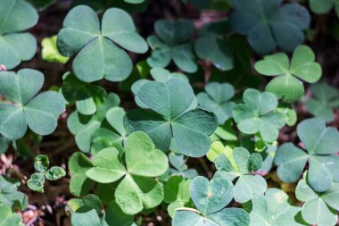Ormanda Clover yeşil yaprakları yakın yukarı, makro fotoğraf
