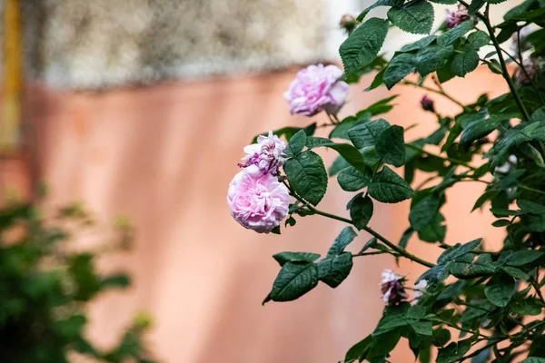 Purple Flower Branch Leaves Close Copy Space — Stock Photo, Image