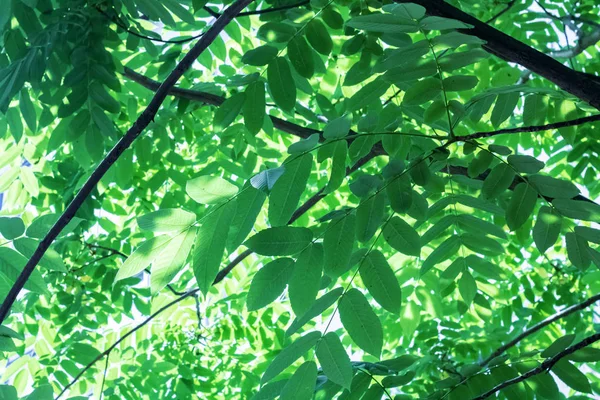 Большие Зеленые Листья Ветвях Деревьев Закрываются Закругляются Текстурируются — стоковое фото