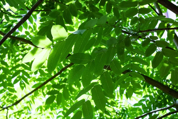 Большие Зеленые Листья Ветвях Деревьев Закрываются Закругляются Текстурируются — стоковое фото