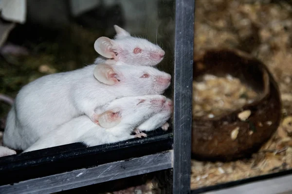 Many Albino White Rats Cage Close — Stock Photo, Image