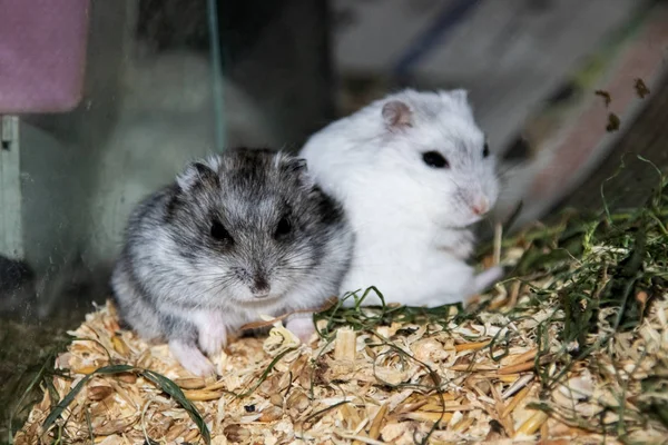 Two Hamsters Sitting Cage Close Funny Pet — Stock Photo, Image