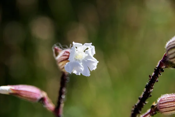 绿草背景上的白花 — 图库照片