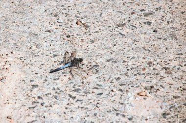 Yusufçuk taşların üzerinde oturan yakın, uzay kopyalamak