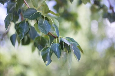 Bir ağaç dalında yeşil yapraklar.
