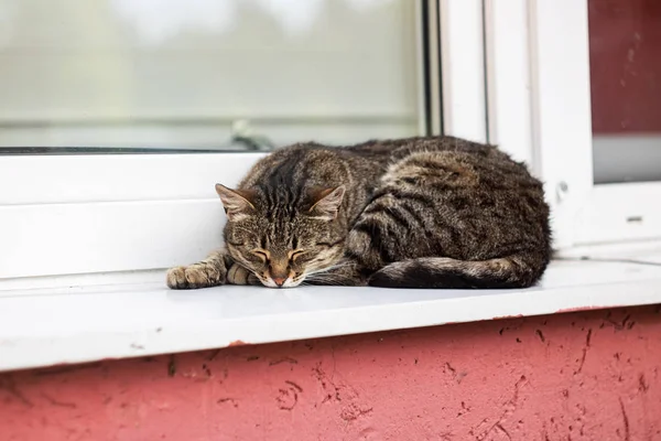 Grijze kat liggend op de vensterbank close-up — Stockfoto