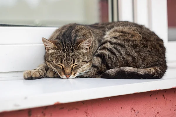Grijze kat liggend op de vensterbank close-up — Stockfoto