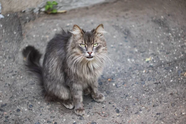 Homeless gray fluffy cat on asphalt close up — Stock Photo, Image