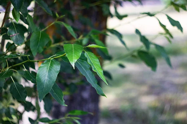 Зеленые листья на ветке дерева. — стоковое фото