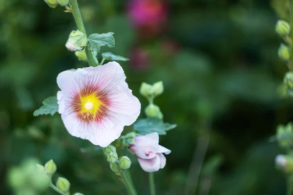 Rosa Blomma Stockroses Närbild Grönska Bakgrund Kopiera Utrymme — Stockfoto