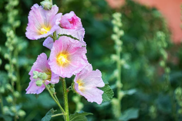 Fleur Rose Stockroses Gros Plan Sur Fond Verdure Espace Copie — Photo