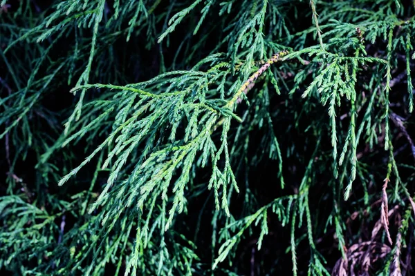 Κυπαρίσσια Πράσινα Κλαδιά Κοντά Μακροφωτογραφία Φόντο Υφή — Φωτογραφία Αρχείου