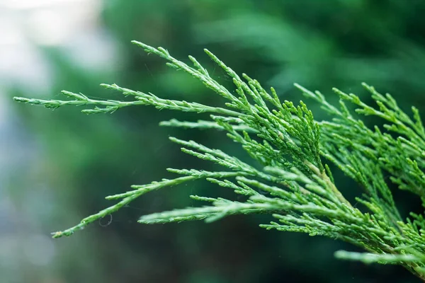 Cypress Groene Takken Close Macro Foto Kopieer Ruimte — Stockfoto