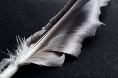 Gri tüy siyah bir arka plan üzerinde yakın