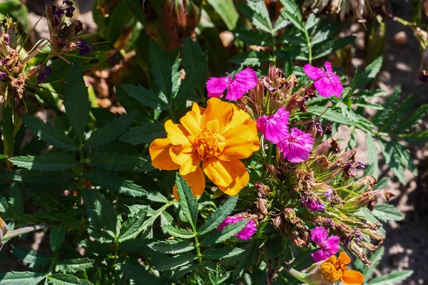 Mångfärgade blommor i en bädd av gröna blad — Stockfoto