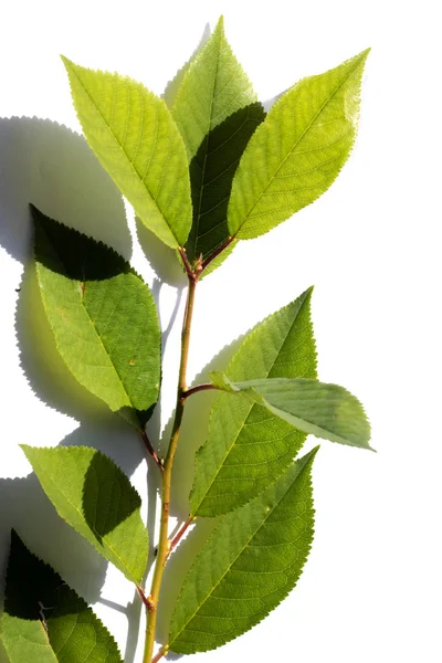 Gałąź drzewa z zielonymi liśćmi, wyizolowana na białym tle — Zdjęcie stockowe