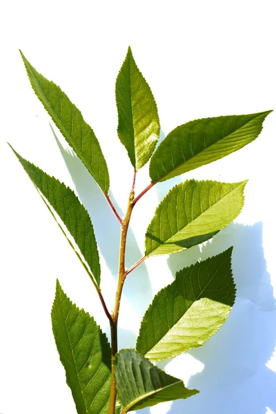 Gałąź drzewa z zielonymi liśćmi, wyizolowana na białym tle — Zdjęcie stockowe