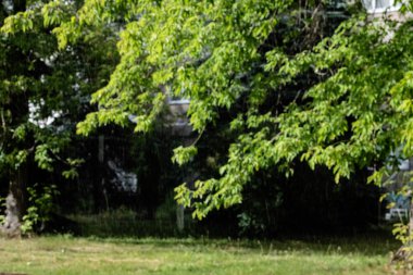 Yeşil ağaçların arka planında yağmur damlaları, bulanık arka plan