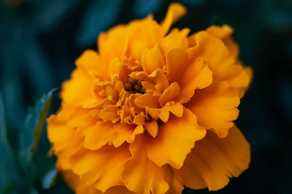 Flor amarela calêndula closeup no fundo de folhas verdes — Fotografia de Stock