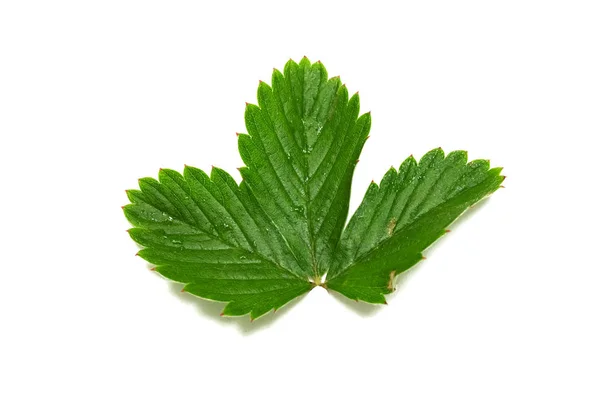Trzy zielone liście truskawek, izolowane na białym tle — Zdjęcie stockowe