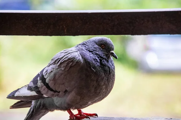 Colombe grise assise sur le balcon close up — Photo