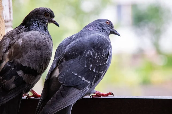Два голубя сидят на балконе на фоне города — стоковое фото