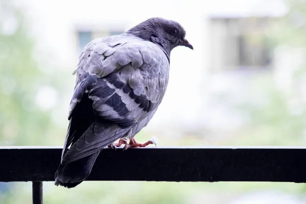 Серый голубь сидит на балконе крупным планом — стоковое фото