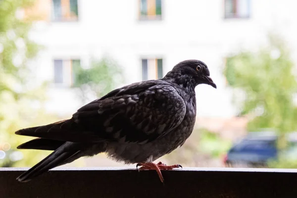 灰色鸽子坐在阳台上特写 — 图库照片