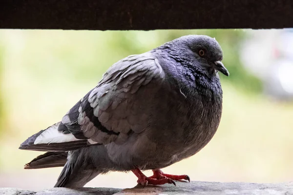 Gray dove sitting on the balcony close up