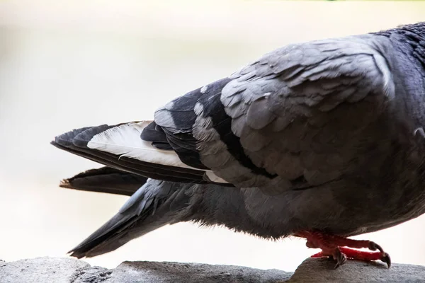 Paws and tail of a gray pigeon on a stone close up