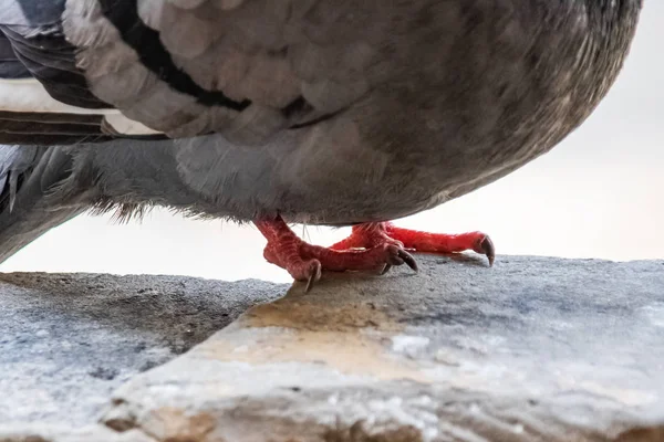 Лапы серого голубя на камне вблизи — стоковое фото