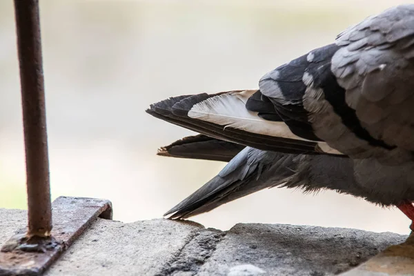 Хвост серого голубя на камне вблизи — стоковое фото