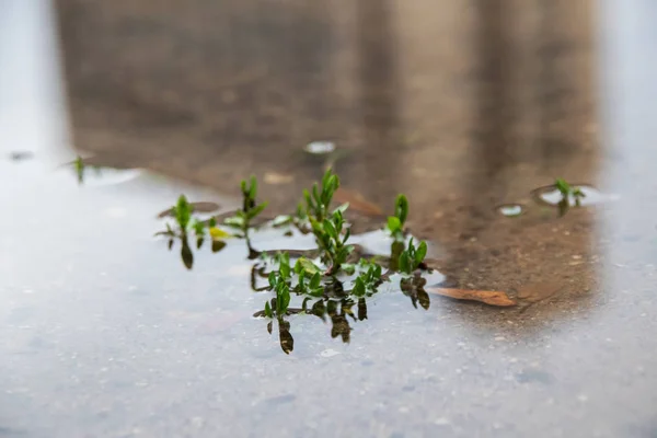 Groene spruiten groeien van water close-up — Stockfoto
