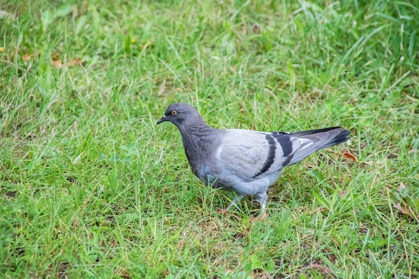 緑の草の上を歩く鳩クローズアップ — ストック写真