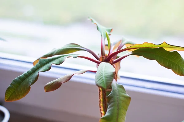 Casa planta no peitoril da janela, folhas verdes no caule vermelho — Fotografia de Stock