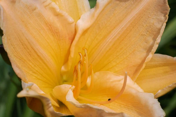 Gul blomma bland gröna löv närbild — Stockfoto