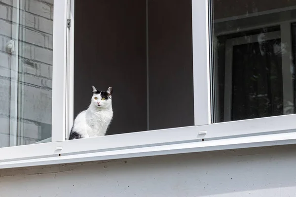 自宅の窓に座っている黒い白猫 — ストック写真