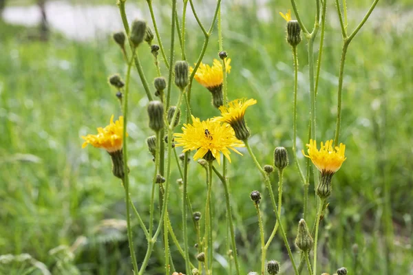 Gelbe Blume zwischen grünen Blättern aus nächster Nähe — Stockfoto