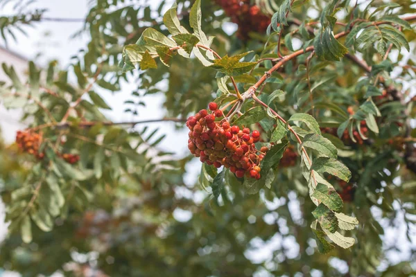 Rote Vogelbeeren auf einem Zweig mit Blättern — Stockfoto