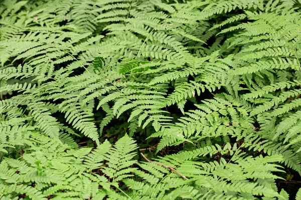 Folhas de samambaia na floresta closeup, fundo ou textura — Fotografia de Stock