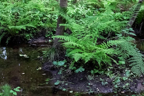 Un pequeño arroyo en el bosque y matorrales en las orillas —  Fotos de Stock