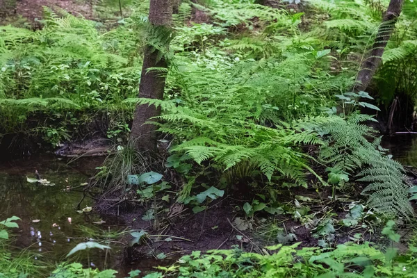 Un pequeño arroyo en el bosque y matorrales en las orillas —  Fotos de Stock