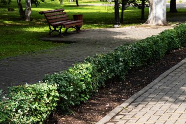 Bir parkta bank ve yeşil çalılar yakın